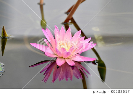 調布の植物園に咲くスイレン 調布の植物園に咲くスイレン 39282617