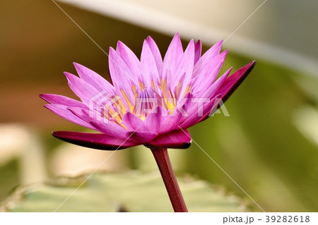 調布の植物園に咲くスイレン 調布の植物園に咲くスイレン 39282618