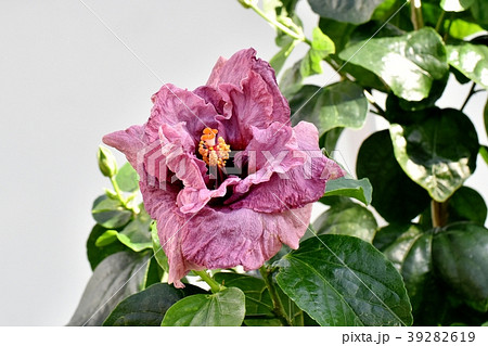 調布の植物園に咲く八重咲きハイビスカス ジョンヒンガートムの写真素材