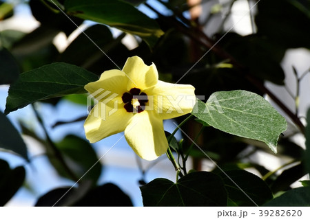 調布の植物園に咲くテリハハマボウ 39282620
