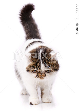 Beautiful, purebred cat. Kitten - portrait of 39283372