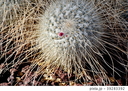 調布の植物園のサボテン-マミラリア 長刺白珠丸 調布の植物園のサボテン-マミラリア 長刺白珠丸 39283392
