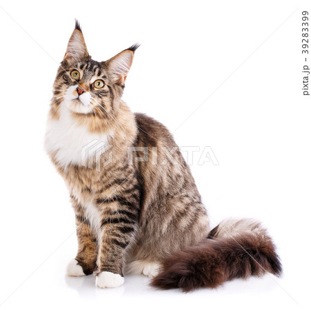 Maine Coon sitting and looking away Maine Coon sitting and looking away 39283399
