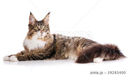 Beautiful maine coon cat Beautiful maine coon cat 39283400