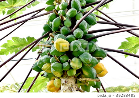 調布 植物園のパパイア パパイヤ の木の写真素材