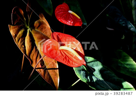 調布の植物公園に咲くアンスリウム 39283487