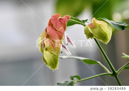調布の植物公園に咲くコエビソウ 39283489