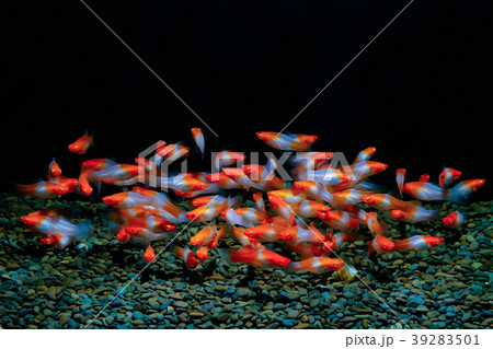 fish in the aquarium      39283501