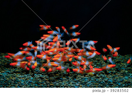 fish in the aquarium      39283502