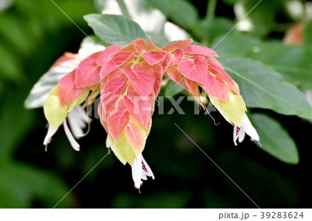 調布の植物園に咲くコエビソウ 39283624