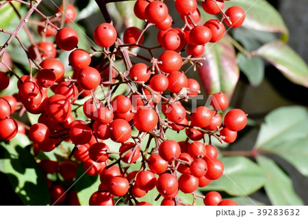 三鷹中原になるナンテン 39283632