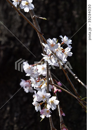 シダレザクラ(枝垂れ桜) シダレザクラ(枝垂れ桜) 39284030