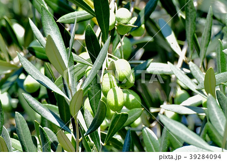 三鷹中原になるオリーブの実 39284094