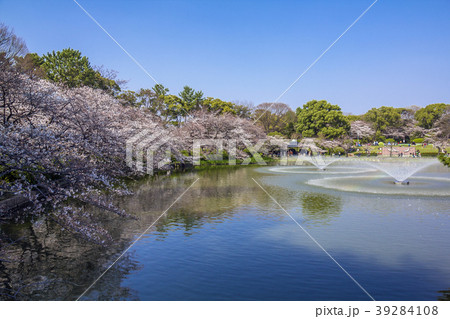 愛知県 名古屋市 名城公園 桜 愛知県 名古屋市 名城公園 桜 39284108