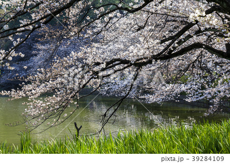 愛知県 名古屋市 名城公園 桜 愛知県 名古屋市 名城公園 桜 39284109