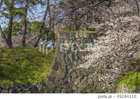 愛知県　名古屋市　名城公園　桜 39284110