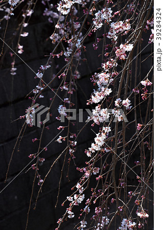 シダレザクラ（枝垂れ桜） 39284324