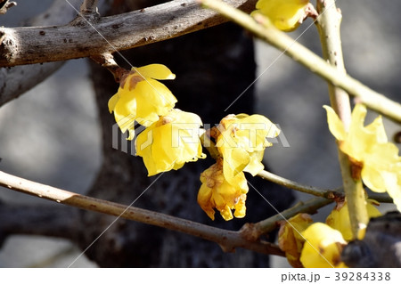 三鷹中原に咲くロウバイ 39284338