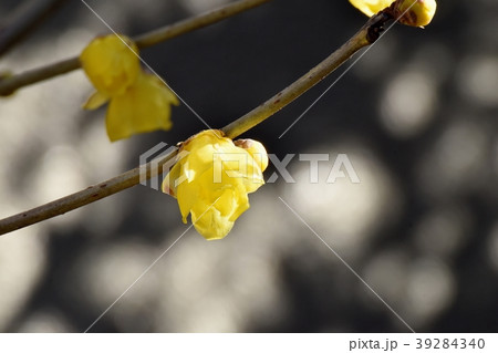 三鷹中原に咲くロウバイ 三鷹中原に咲くロウバイ 39284340