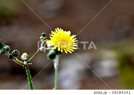 三鷹中原に咲くノゲシ 三鷹中原に咲くノゲシ 39284341