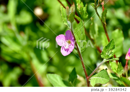 三鷹中原に咲くユウゲショウ(アカバナユウゲショウ) 三鷹中原に咲くユウゲショウ(アカバナユウゲショウ) 39284342
