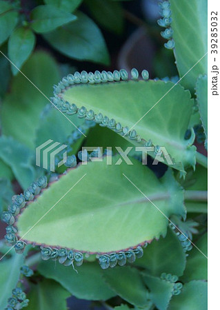 子宝草　コダカラソウ　花言葉は「子孫繁栄」 39285032