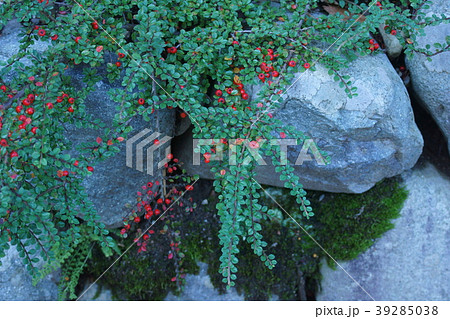 紅紫檀　ベニシタン　花言葉は「変わらぬ愛情」 39285038