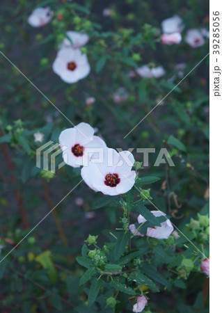 高砂芙蓉　タカサゴフヨウ　花言葉は「繊細な美しさ」 39285056