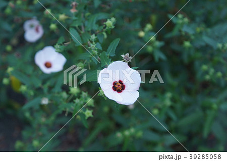高砂芙蓉 タカサゴフヨウ 花言葉は 繊細な美しさ の写真素材