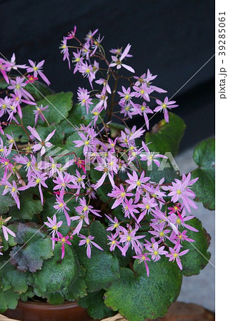 大文字草 ダイモンジソウ 花言葉は 好意 の写真素材