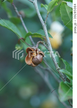 茶の実　花言葉は「追憶」 39285064