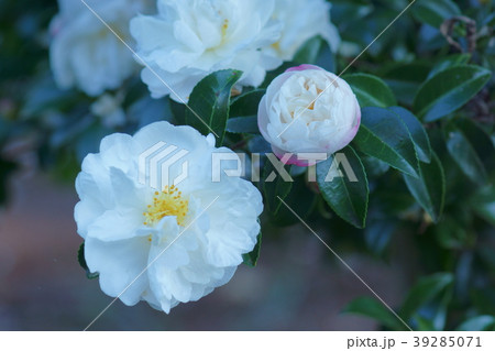 山茶花　サザンカ　花言葉は「理想の恋」 39285071