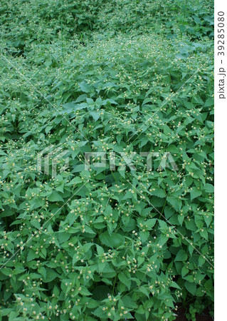 掃溜菊　ハキダメギク　花言葉は「不屈の精神」 39285080