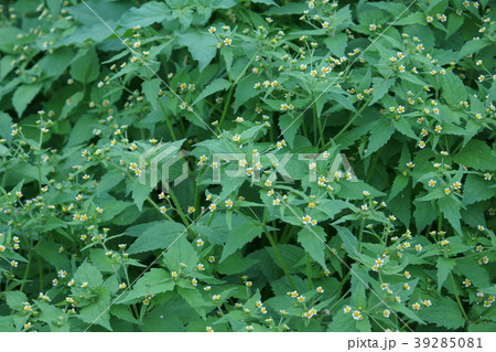 掃溜菊　ハキダメギク　花言葉は「不屈の精神」 39285081