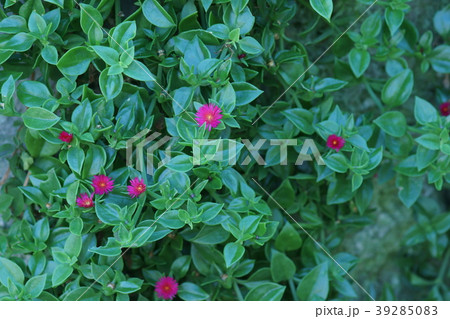 花蔓草 ハナヅルソウ 花言葉は 素朴 の写真素材