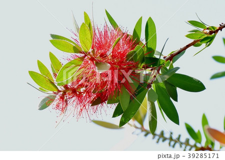 三鷹中原に咲くブラシノキ 39285171