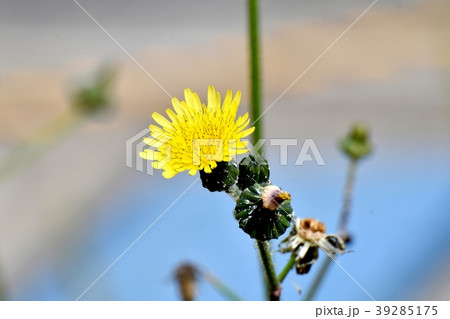 三鷹中原に咲くノゲシ 三鷹中原に咲くノゲシ 39285175