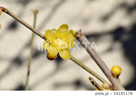 三鷹中原に咲くロウバイ 三鷹中原に咲くロウバイ 39285178