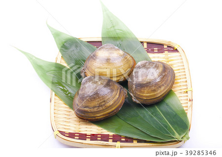 ホッキガイ ホッキガイ 39285346