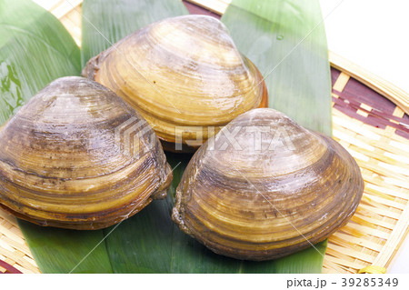 ホッキガイ ホッキガイ 39285349