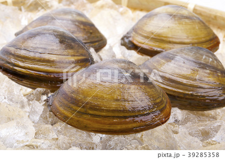 ホッキガイ ホッキガイ 39285358