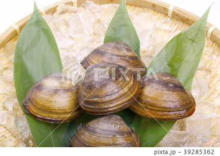 ホッキガイ ホッキガイ 39285362