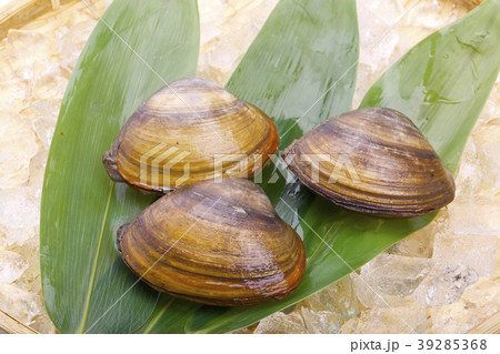 ホッキガイ 39285368