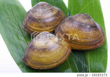 ホッキガイ ホッキガイ 39285373