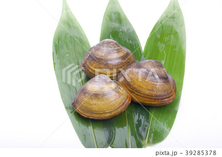 ホッキガイ 39285378