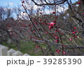 曽根天満宮　梅　兵庫県 39285390