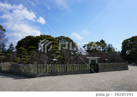 曽根天満宮　梅　兵庫県 39285391