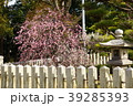 曽根天満宮　梅　兵庫県 39285393