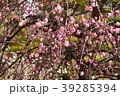 曽根天満宮　梅　兵庫県 39285394