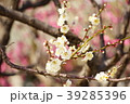 曽根天満宮　梅　兵庫県 39285396